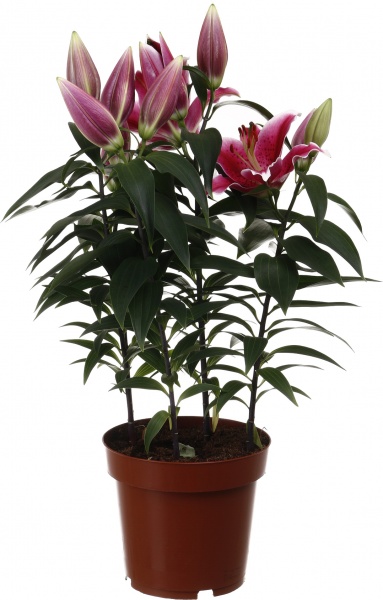Растение комнатное Лилия микс 19/55