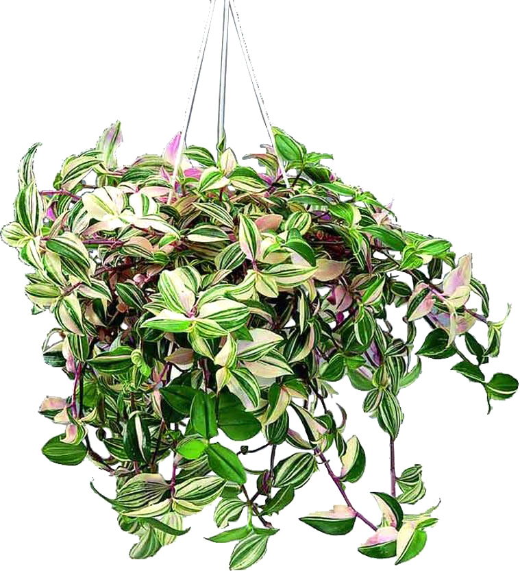 Рослина Традесканція d23