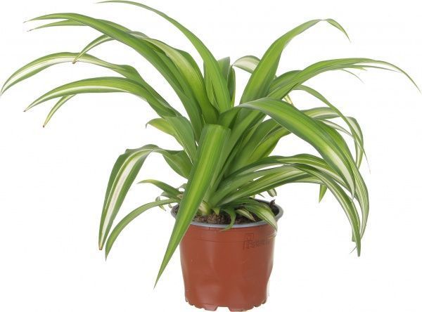 Растение Хлорофитум Ocean & Bonnie 12/25