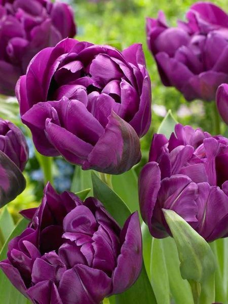 Цибулина TUBERBULB Export B.V. тюльпана повного пізнього Негріта Дабл 3 шт. 