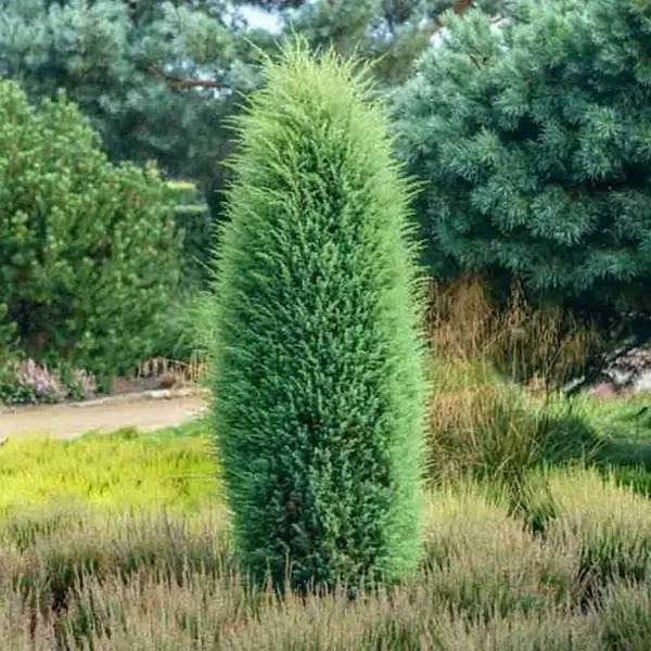 Растение Можжевельник обыкновенный / Juniperus communis Hibernica ( форм ), С30