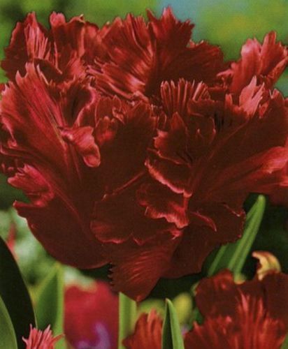 Луковица Яскрава Тюльпан попугайный Karel Doorman 3 шт.