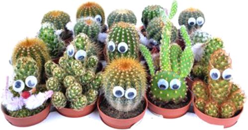 Растение Кактус с глазами 5.5x12 см
