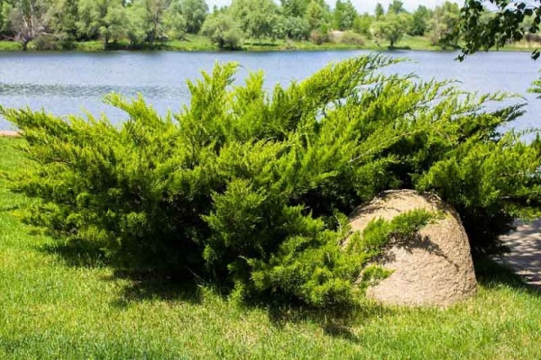Растение Можжевельник казацкий Сабина / Juniperus Sabina С45 / Н50 d 90-120