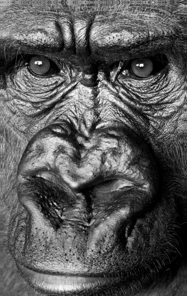 Репродукція Горила чорно-біла 50x80 см Арт Фемелі 