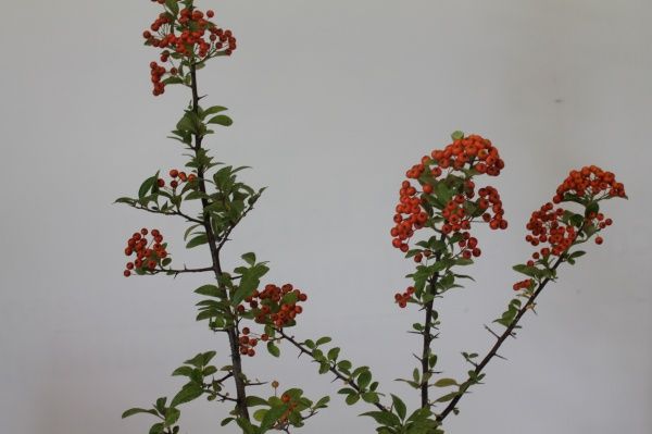 Саженец MegaPlant Пираканта Orange Glow 60-70 С2