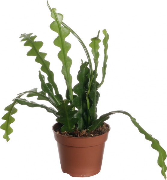 Растение Епифилум 09/15