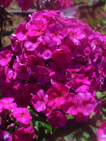 Корневище флокса Зе Кинг І 1 шт. 