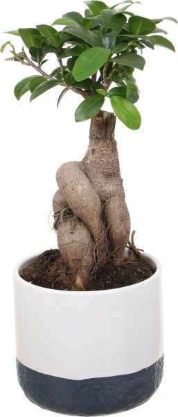 Растение Бонсай-фикус microcarpa Ginseng 15х35 см