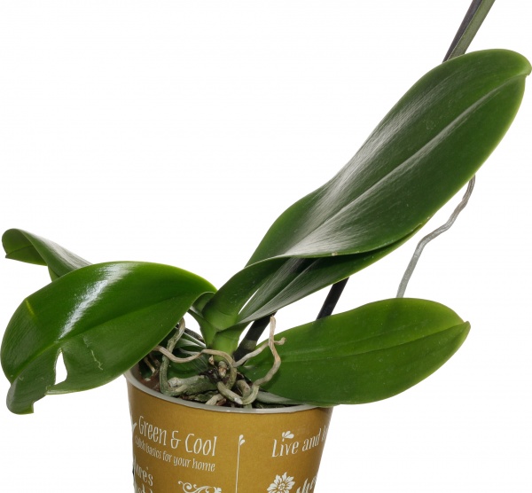 Растение комнатное Фаленопсис микс 1рр, 3/5 + 12/50