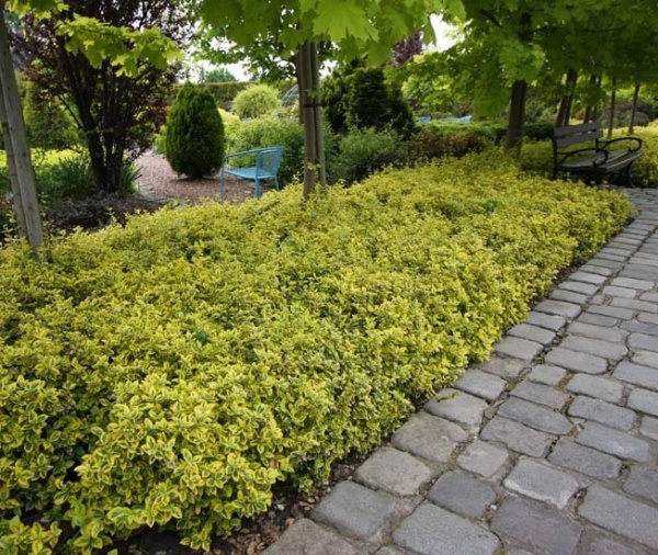 Растение Бересклет / Euonymus fort.Emerald`n Gold Р14