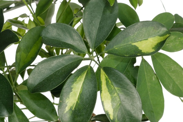 Рослина кімнатна Шеффлера 27/120