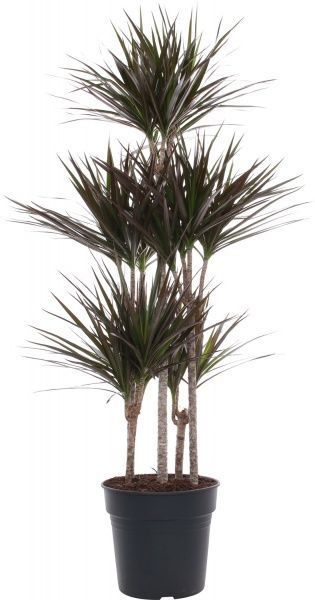 Рослина Драцена 32/150 Мажента карусель