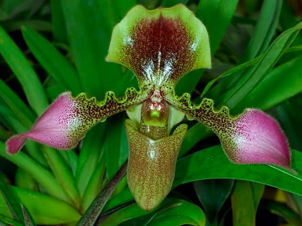 Растение Пафиопедилум 12х25 см