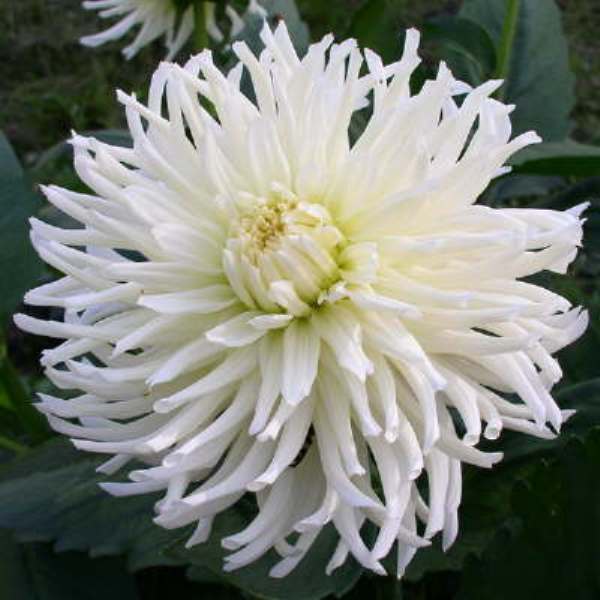 Клубень Георгины кактусовой Вайт Стар