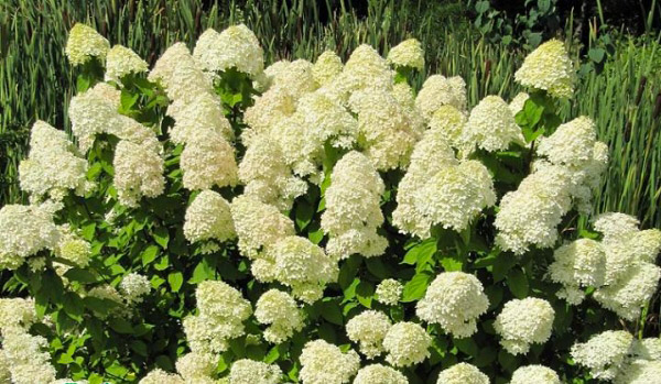 Растение Гортензия метельчатая Лаймлайт С 2-3