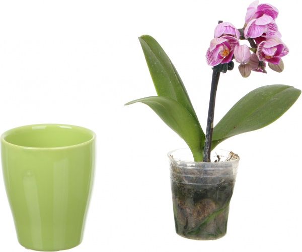Растение Фаленопсис мини микс в керамике 1 ветка 6х15 см
