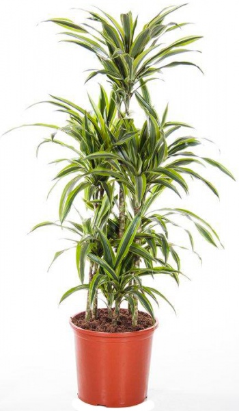 Растение Драцена лайм сюрприз карусель 4+ 23х90 см