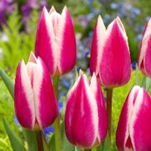 Луковица Тюльпан Триумф Силк Сюрпрайз 5 шт. 