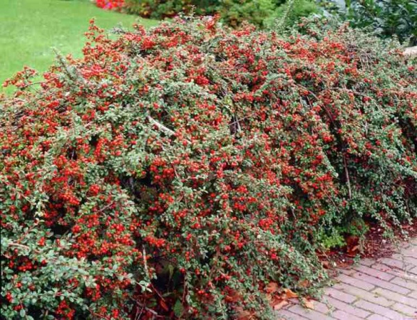 Растение изильник 17*25 Coral Beauty