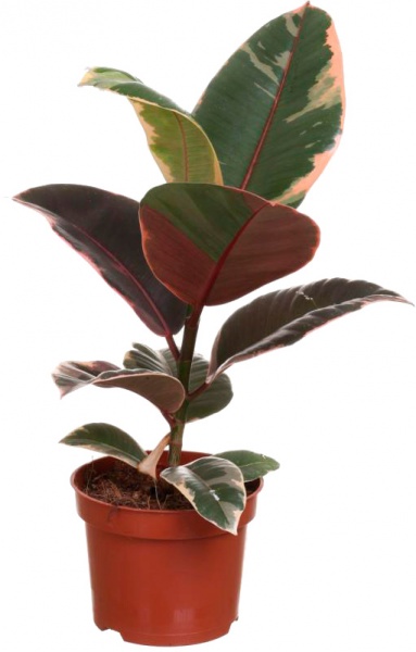 Рослина Фікус Еластіка Беліз d27/h80