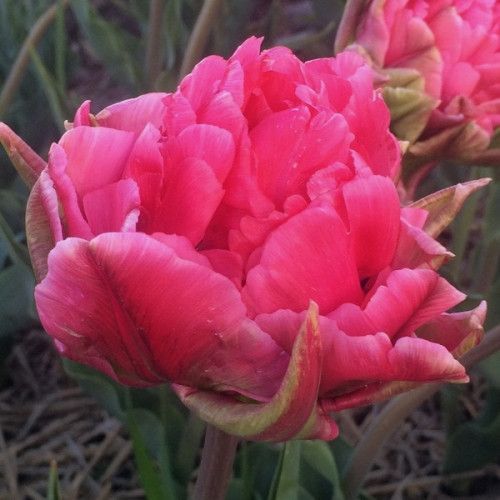 Луковица Яскрава Тюльпан махровый Justina 3 шт. 