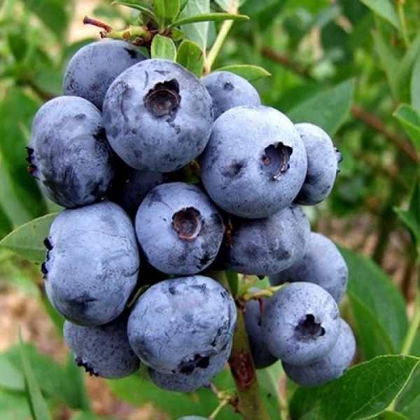 Саженец Брусвяна Голубика Елиот 0,5 л