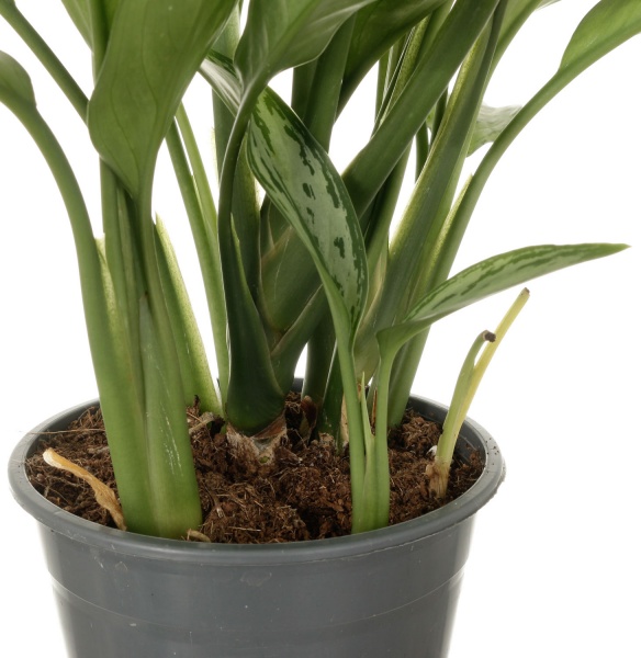 Растение комнатное Аглаонема микс 14x40 см