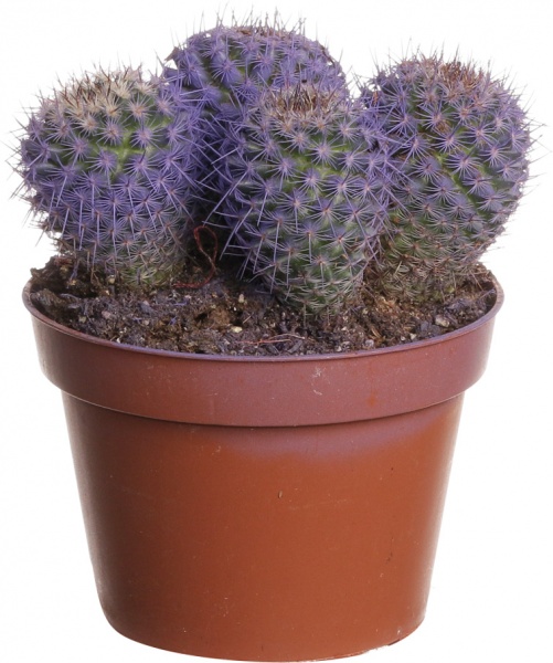 Рослина Кактус різнокольоровий 10/15