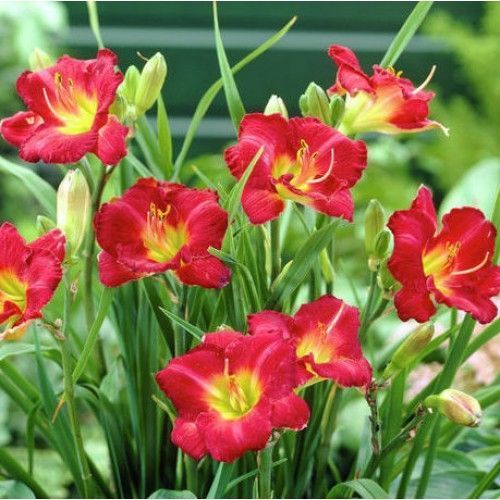 Корневище Яскрава Лилейник Little Show Stopper 1 шт. 