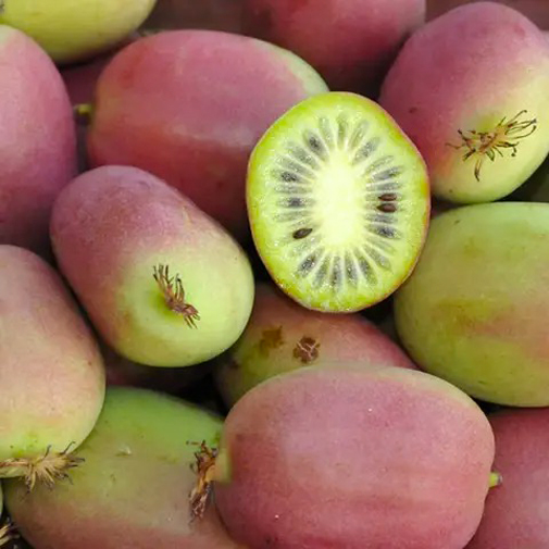 Растение Актинидия Бинго (K21-S21 70+ C5)