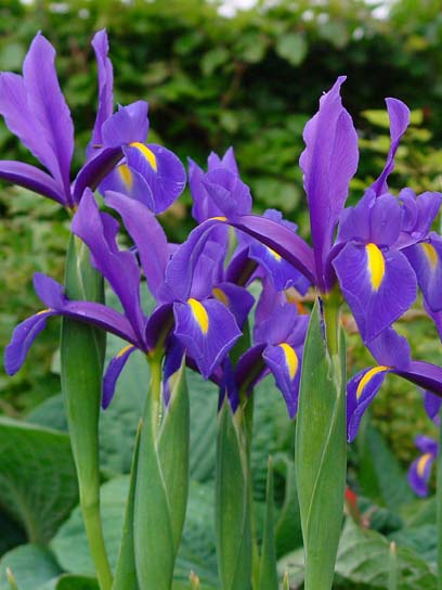 Луковица ириса голландского Блу Мэджик 5 шт. 