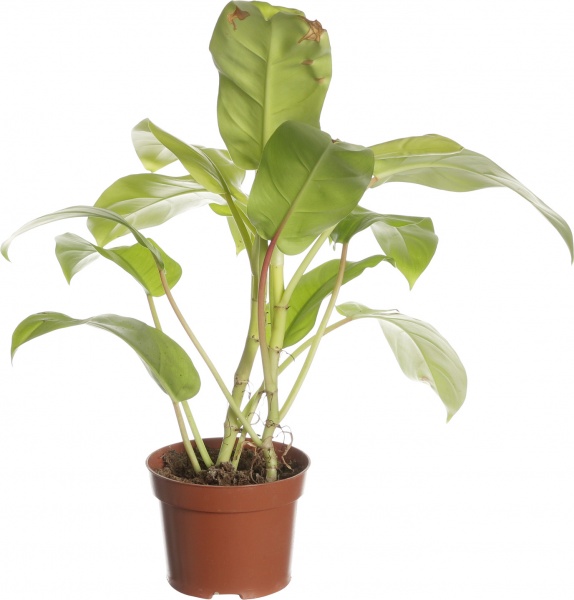 Растение комнатное Филодендрон 11/30 new