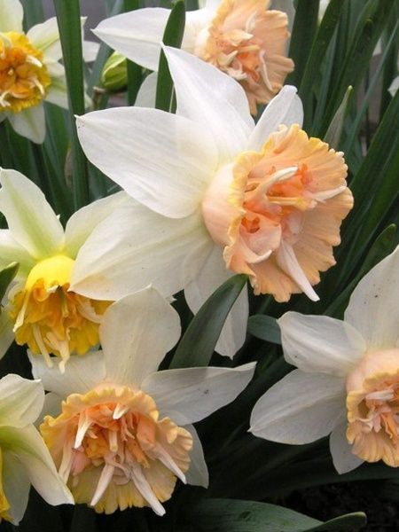 Цибулина TUBERBULB Export B.V. нарциса Петіт Фо 1 шт. 