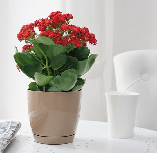 Горшок пластиковый Form Plastic Тоскана Круглая-13 круглый 1,6л латте (0741-002) 