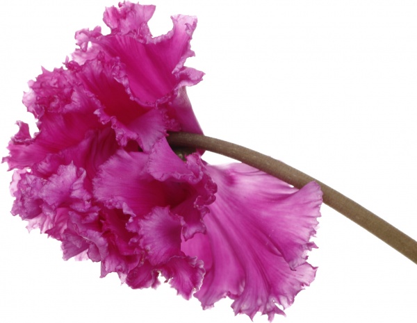 Растение Цикламен 10,5/20 сортовой