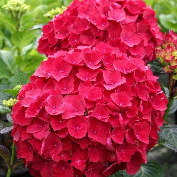 Растение Гортензия Macrophylla hot red 5/6 14х40 см