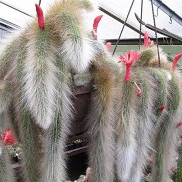 Кактус Хилдервинтера d11/h12