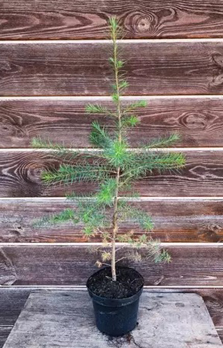 Рослина Модрина C3