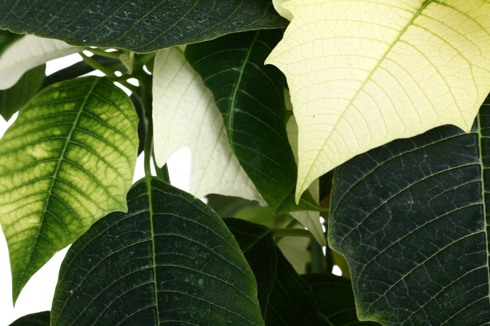 Растение комнатное Пуансетия Эуфорбия пульцерима d15 ЧВ