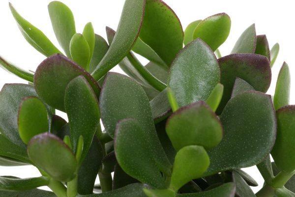 Рослина кімнатна Крассула мікс 12х20 см