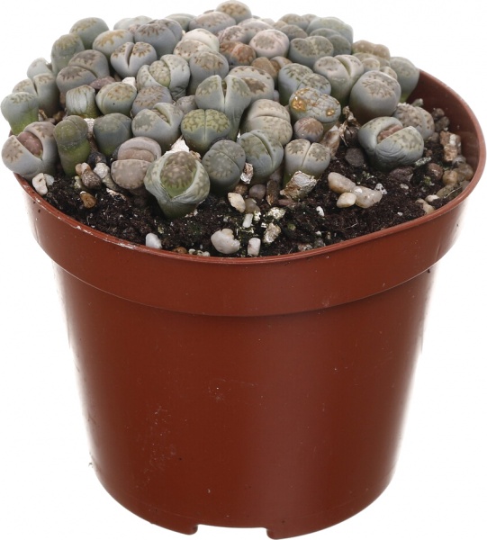 Рослина кімнатна Літопс 9х12 см