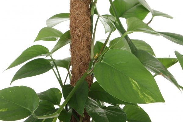 Рослина Епіпремнум на опорі 19/80