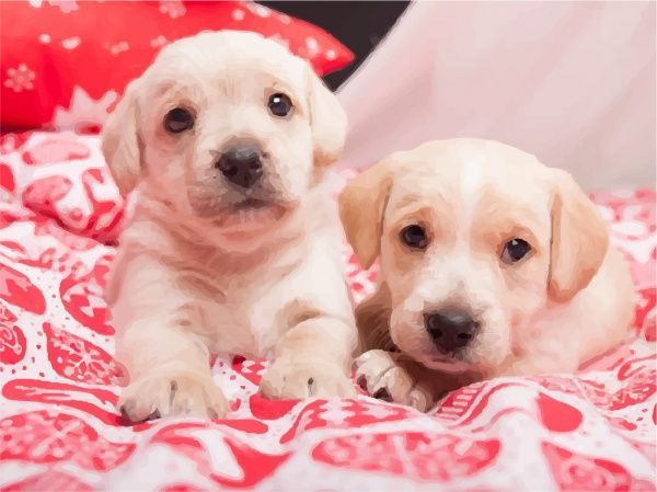 Полотно на картоні з контуром Милі цуценята 30x40 см Rosa Start 