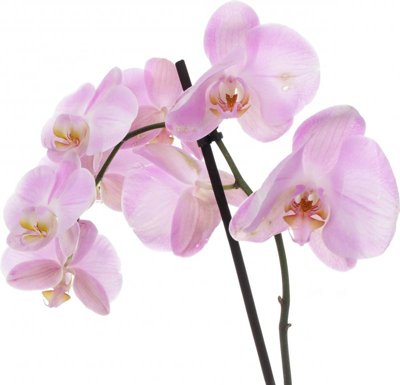Рослина Фаленопсис мікс 2 стволи 8х10 + 12х60 см