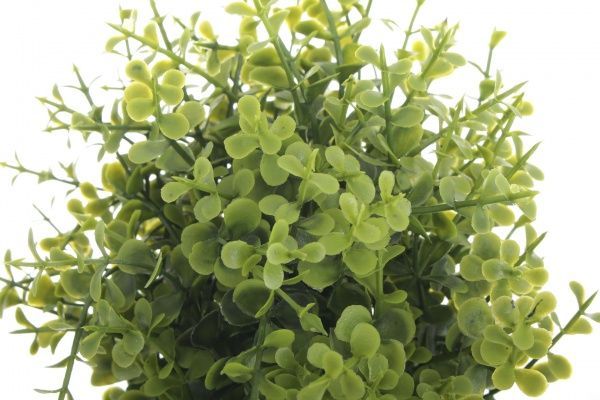 Рослина штучна Каллізія у пластиковому вазоні 22 см