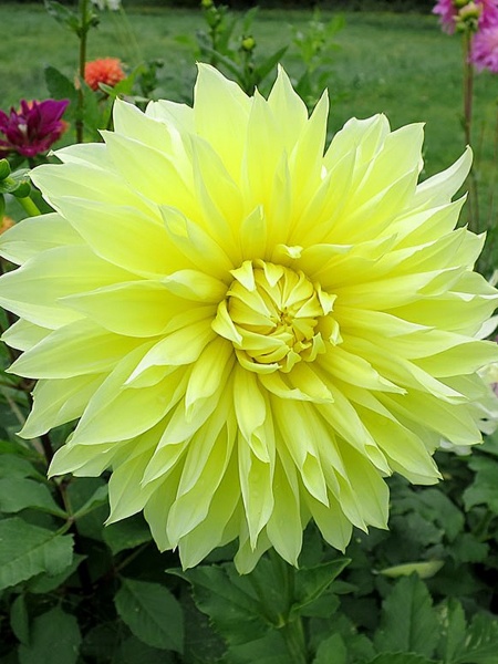 Коренебульба жоржини дінеплейт Келвін Флудлайт 1 шт. 