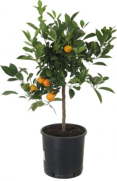 Рослина кімнатна Цитрус Каламондін 22x75 см