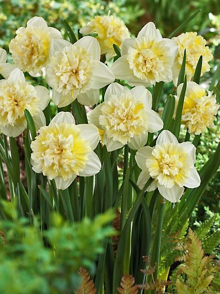 Луковица TUBERBULB Export B.V. нарцисса Айс Кинг 3 шт. 