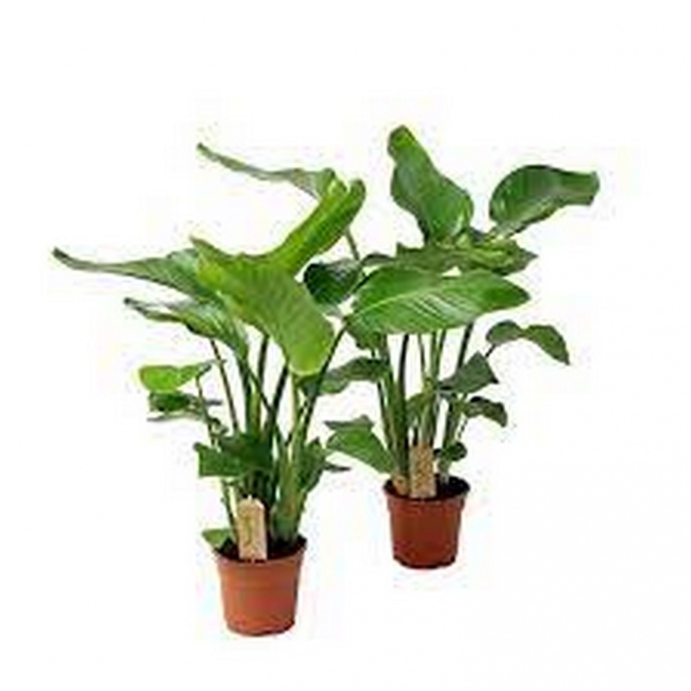 Рослина кімнатна Стреліція 12x40 см